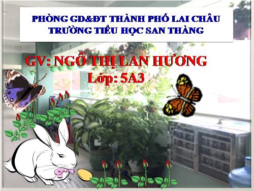 Tuần 8. Kì diệu rừng xanh