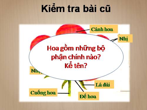 Bài 29. Các loại hoa