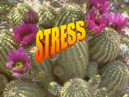 STRESS