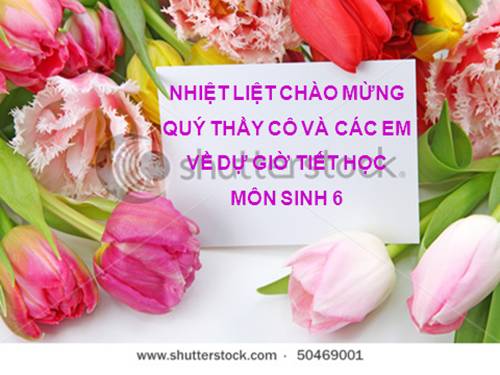 Bài 20. Cấu tạo trong của phiến lá