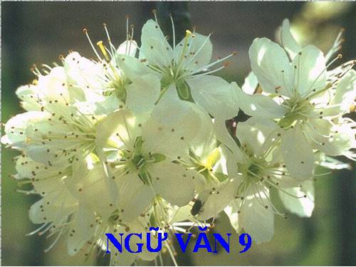 Bài 7. Kiều ở lầu Ngưng Bích