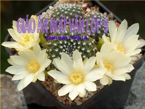 Bài 31. Kiểm tra phần tiếng việt