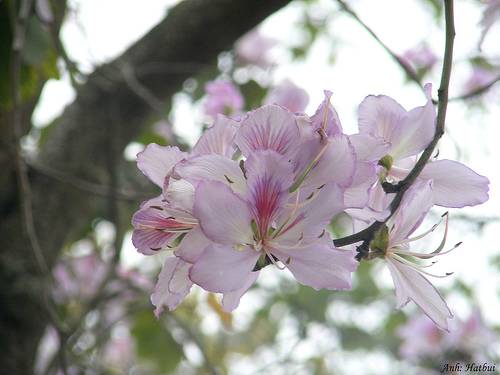 Bài 10. Bài thơ về tiểu đội xe không kính