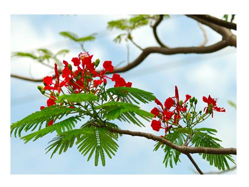Bài 24. Nghĩa tường minh và hàm ý