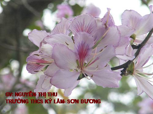 Bài 10. Bài thơ về tiểu đội xe không kính
