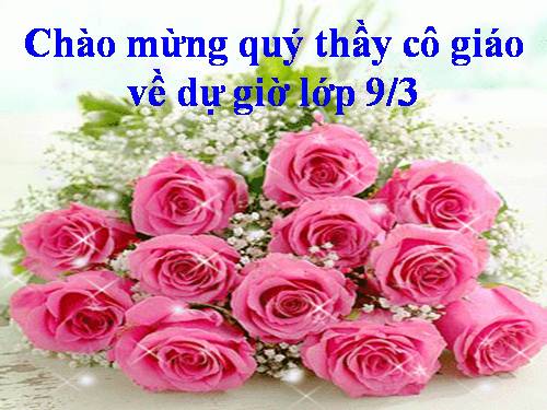 một bông hồng cho cha