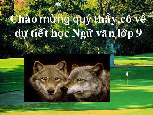 Bài 31. Con chó Bấc