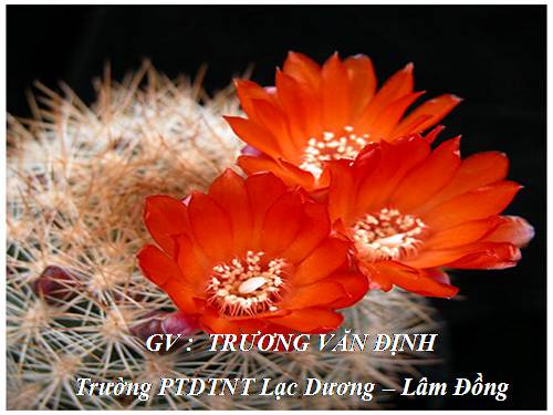 Bài 23. Mùa xuân nho nhỏ
