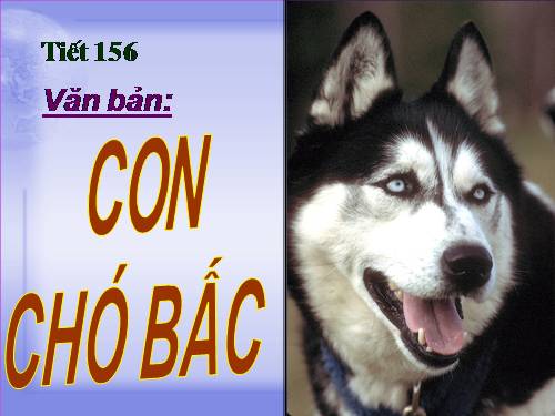 Bài 31. Con chó Bấc