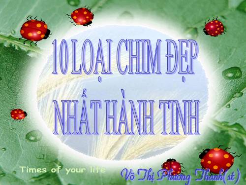 10 LOÀI CHIM ĐẸP NHẤT HÀNH TINH