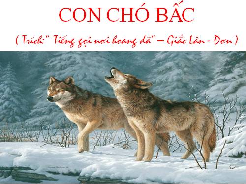 Bài 31. Con chó Bấc