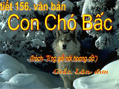 Bài 31. Con chó Bấc