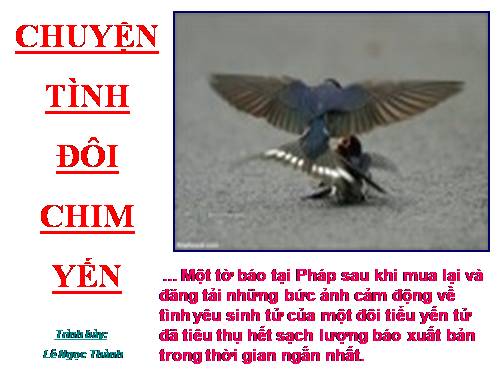 CHUYỆN TÌNH ĐÔI CHIM YẾN