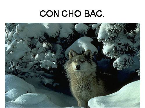 Bài 31. Con chó Bấc