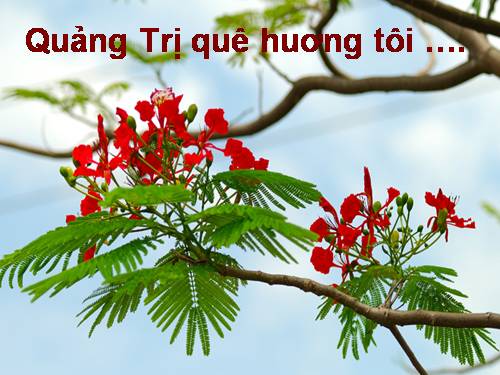 Quãng Trị quê hương tôi