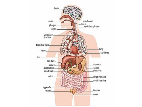 Unit 02. Your Body and You. Lesson 2. Language