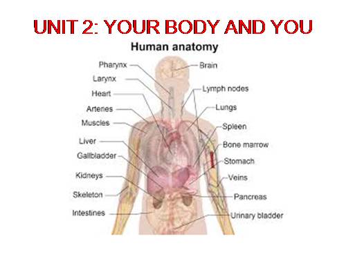 Unit 02. Your Body and You. Lesson 1. Getting started