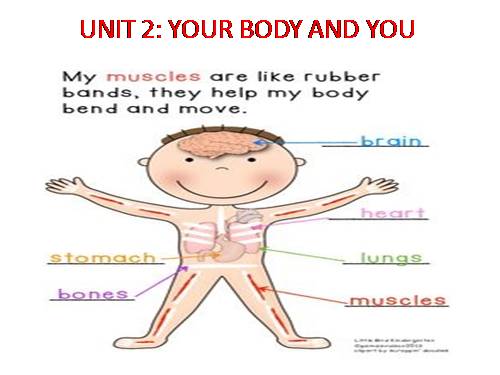 Unit 02. Your Body and You. Lesson 1. Getting started