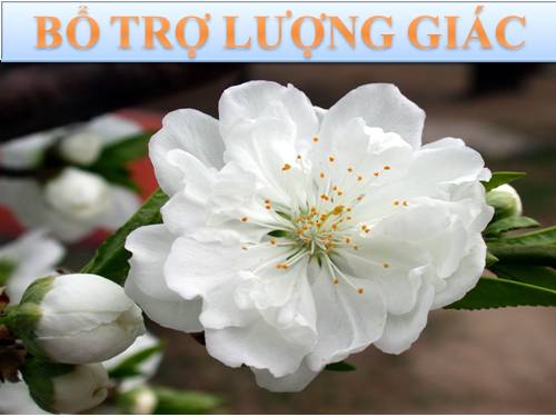 Chương VI. §1. Cung và góc lượng giác