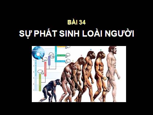 Bài 34. Sự phát sinh loài người