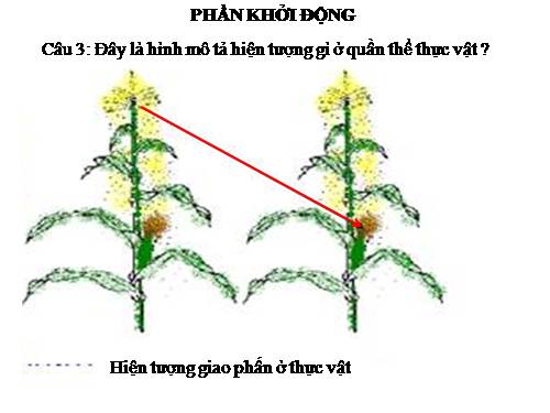 Bài 17. Cấu trúc di truyền của quần thể (tiếp theo)