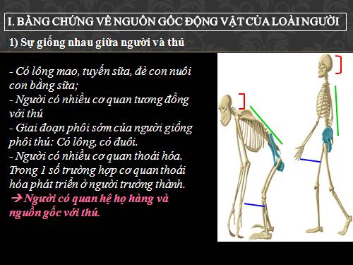 Bài 34. Sự phát sinh loài người