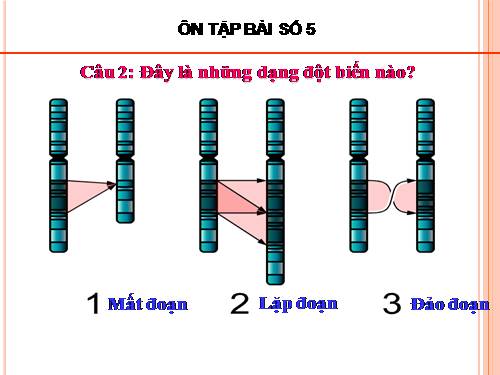 Bài 6. Đột biến số lượng nhiễm sắc thể