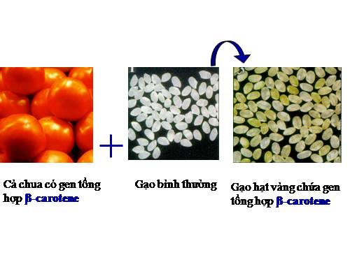 Bài 20. Tạo giống nhờ công nghệ gen