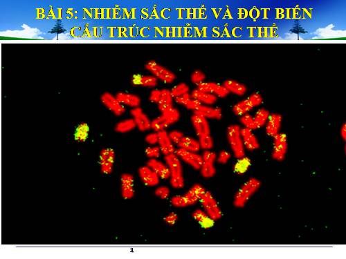 Bài 5. Nhiễm sắc thể và đột biến cấu trúc nhiễm sắc thể