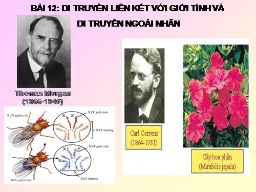 Bài 12. Di truyền liên kết với giới tính và di truyền ngoài nhân