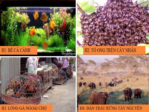 Bài 16. Cấu trúc di truyền của quần thể