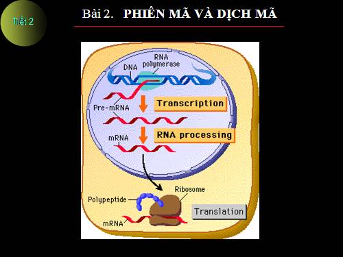 Bài 2. Phiên mã và dịch mã