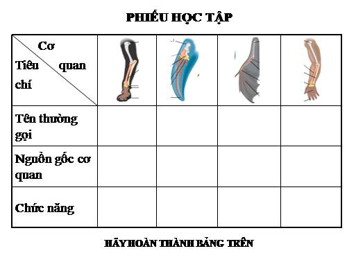 Bài 24. Các bằng chứng tiến hoá