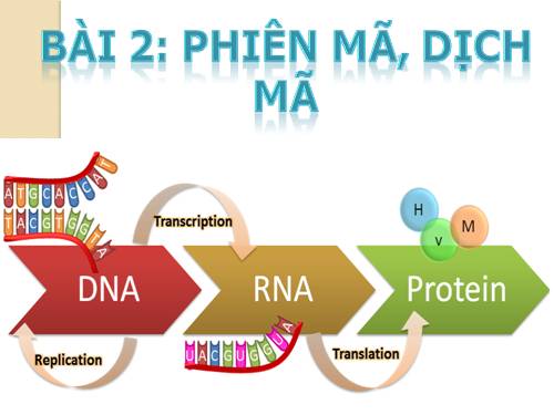 Bài 2. Phiên mã và dịch mã