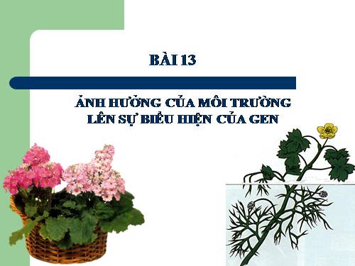 Bài 13. Ảnh hưởng của môi trường lên sự biểu hiện của gen