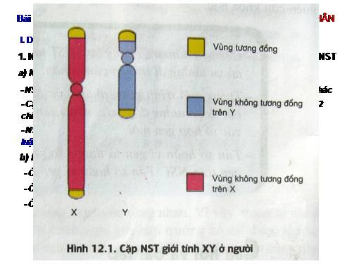 Bài 12. Di truyền liên kết với giới tính và di truyền ngoài nhân