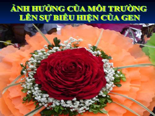 Bài 13. Ảnh hưởng của môi trường lên sự biểu hiện của gen