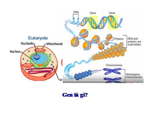 Bài 1. Gen, mã di truyền và quá trình nhân đôi ADN