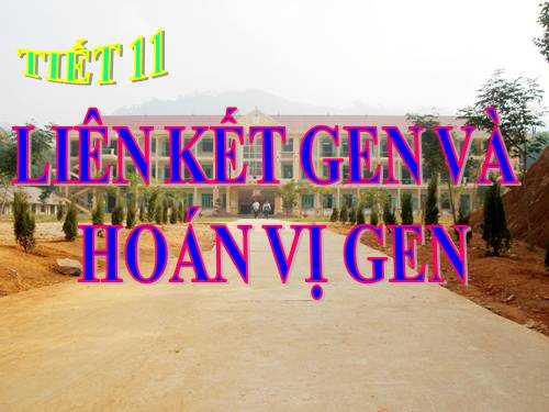 Bài 11. Liên kết gen và hoán vị gen