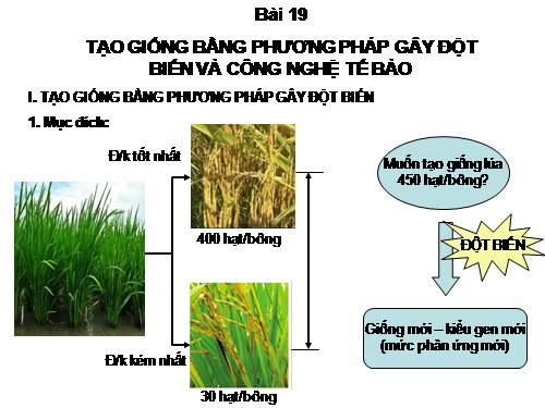 Bài 19. Tạo giống bằng phương pháp gây đột biến và công nghệ tế bào