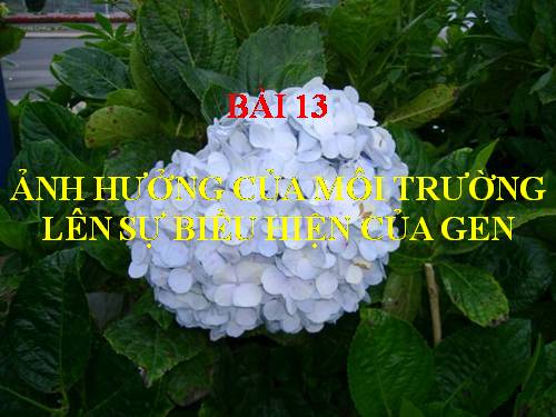 Bài 13. Ảnh hưởng của môi trường lên sự biểu hiện của gen