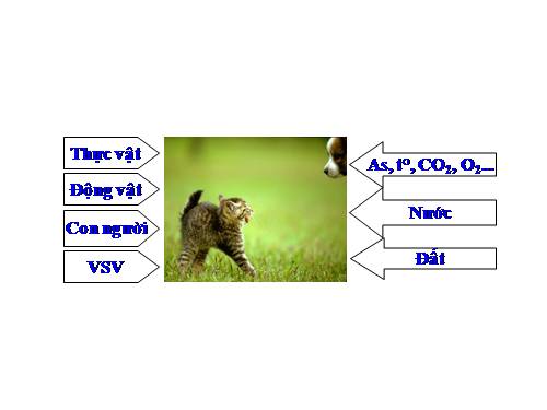 Bài 35. Môi trường sống và các nhân tố sinh thái