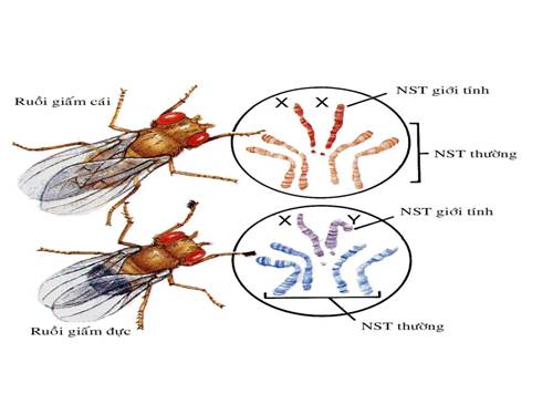 Bài 12. Di truyền liên kết với giới tính và di truyền ngoài nhân