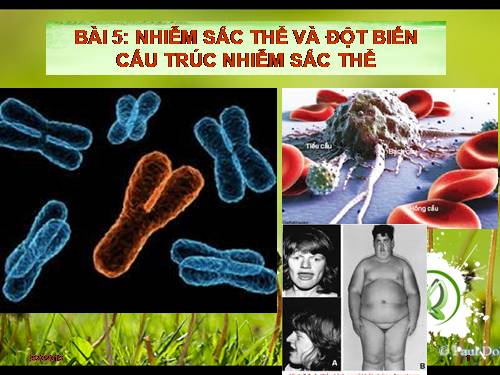 Bài 5. Nhiễm sắc thể và đột biến cấu trúc nhiễm sắc thể