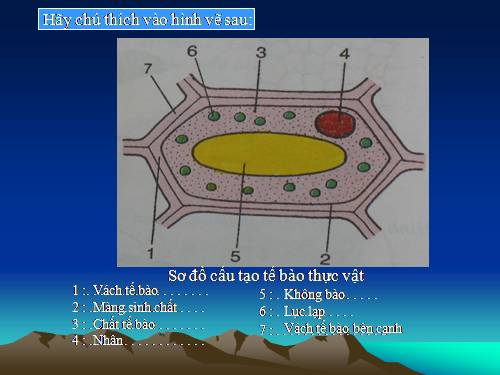 các loại rễ ,