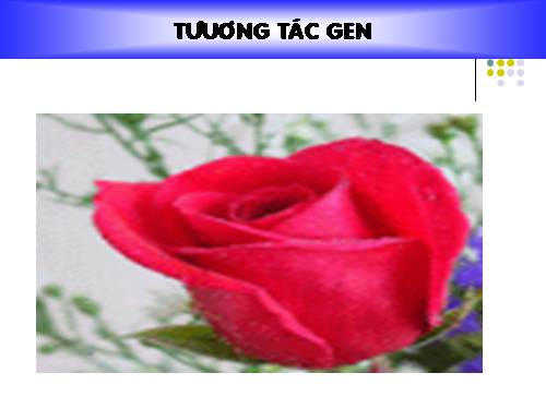 Bài 10. Tương tác gen và tác động đa hiệu của gen