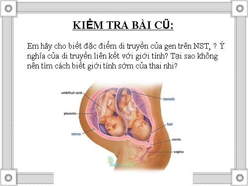 Bài 13. Ảnh hưởng của môi trường lên sự biểu hiện của gen