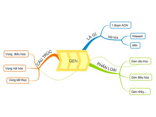 Gen - Sơ đồ tư duy