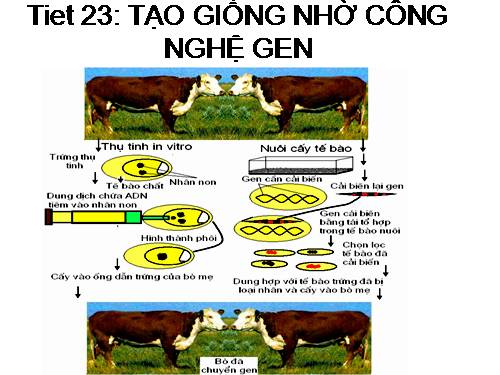 Bài 20. Tạo giống nhờ công nghệ gen