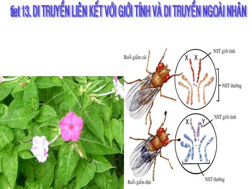 Bài 12. Di truyền liên kết với giới tính và di truyền ngoài nhân